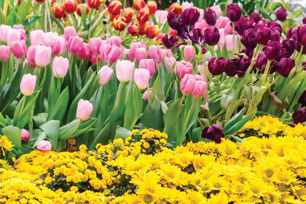 Variety of spring blooming flowers including tulips