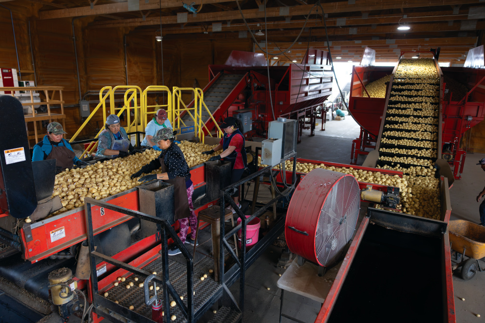 Employees sorting potatoes at Neumiller Farms