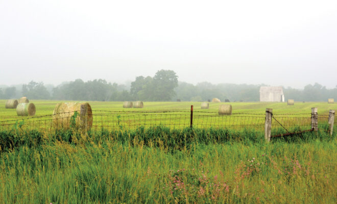 Round hay bales on a foggy morning with cattle in the background