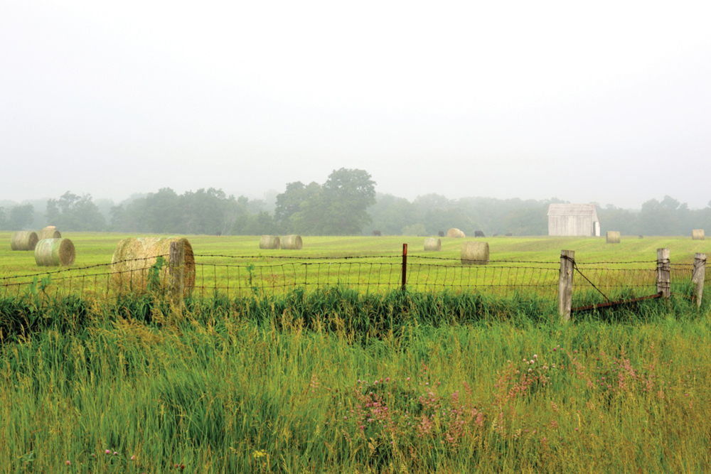 Round hay bales on a foggy morning with cattle in the background 