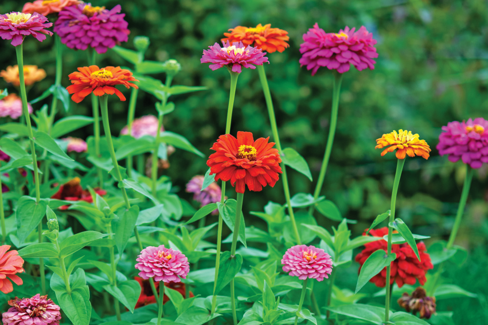 Zinnias of all colors blooming in a cutting garden 