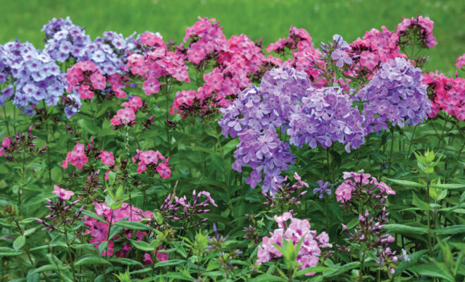 Cutting Gardens Provide Plants for Floral Arrangements All Summer Long