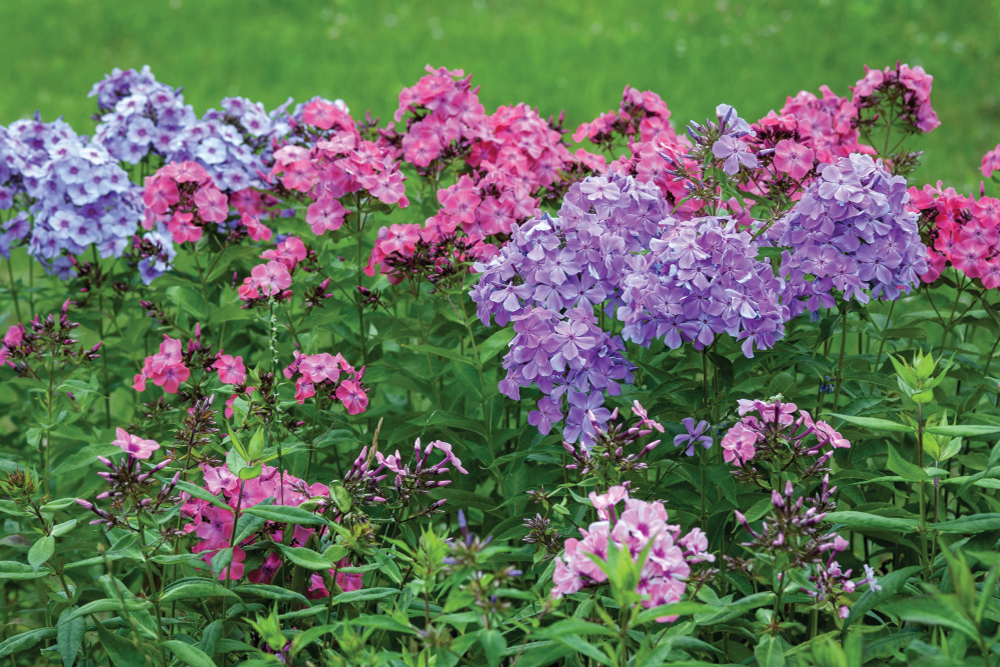 Pink and purple phlox flowers growing in a cutting garden