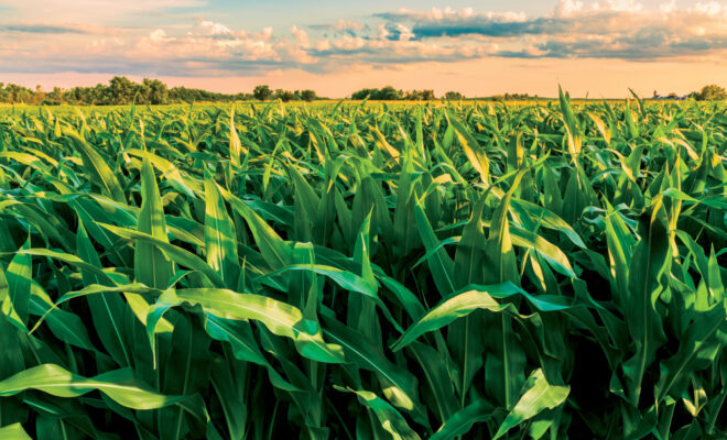 Cornfield at sunset in Illinois, one that might contribute to corn sweat