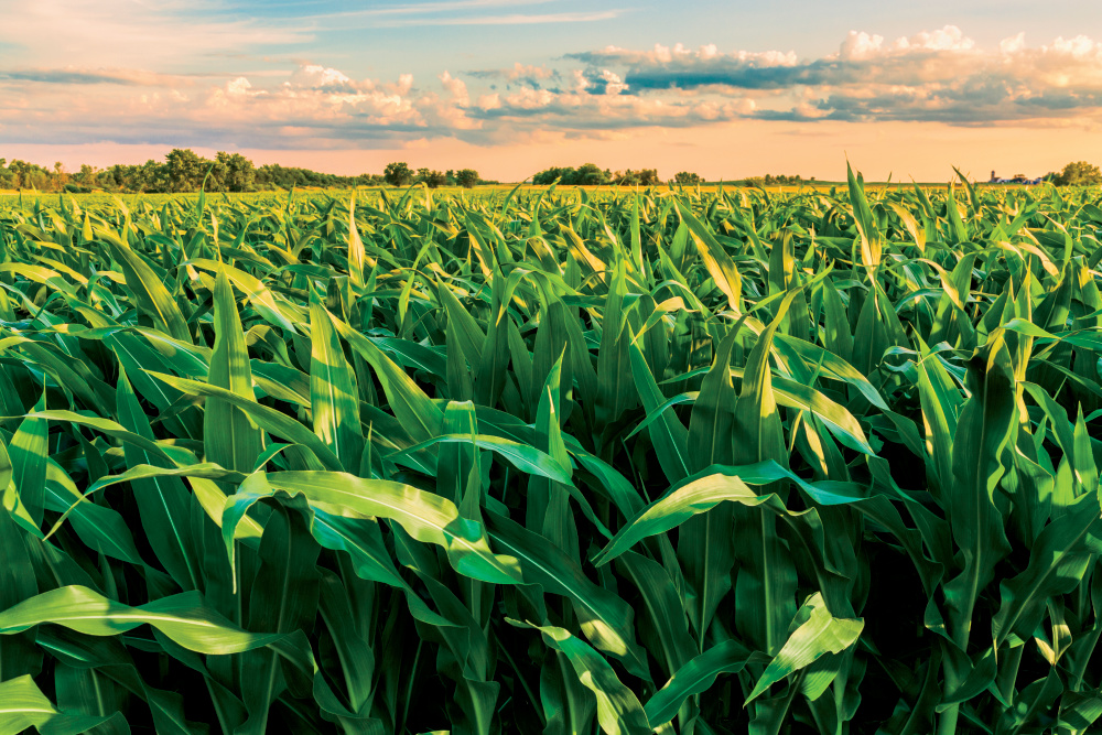 Cornfield at sunset in Illinois, one that might contribute to corn sweat