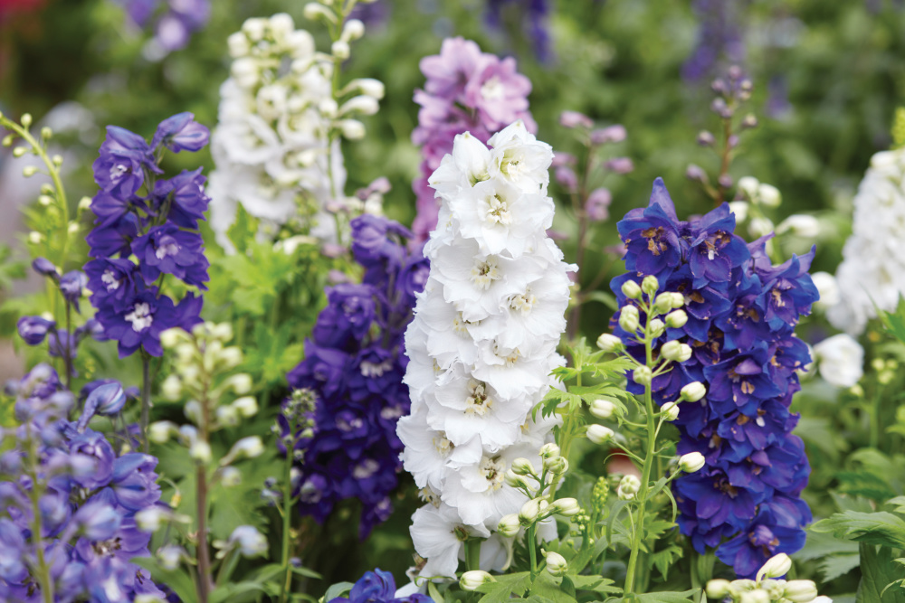 White and purple flowers 