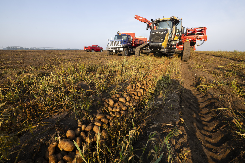 Potatoes being harvested in the fields at Neumiller Farms