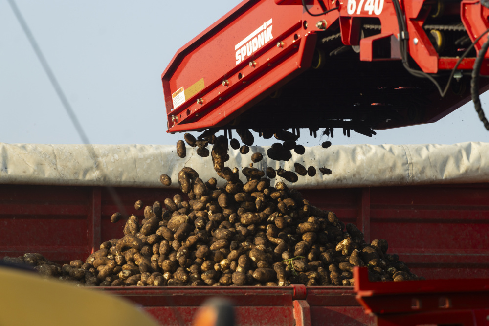 Up-close of potatoes being harvested into trucks at Neumiller Farms