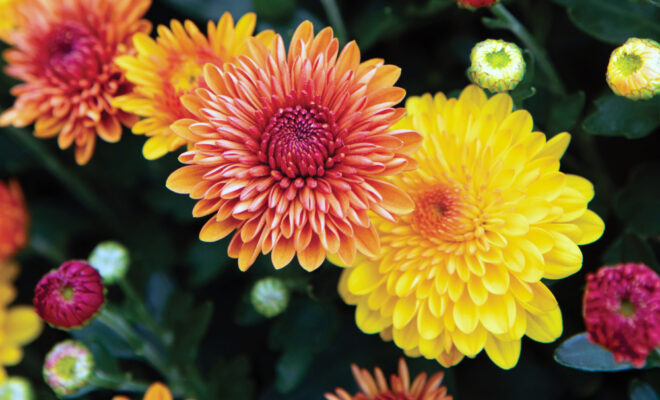 Mum Care Tips for Your Fall Garden