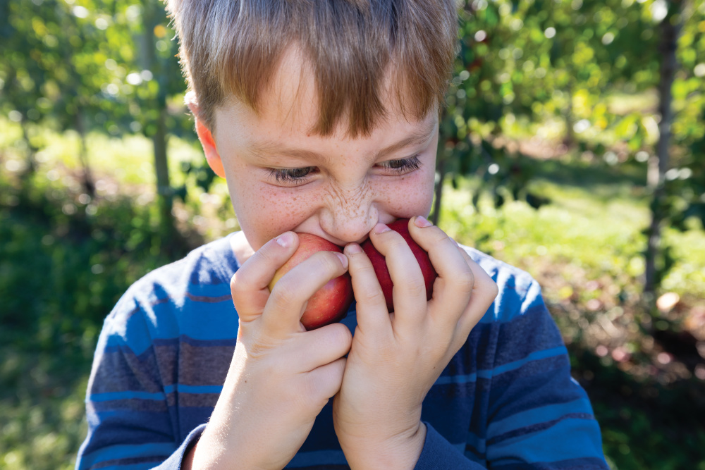 Little boy bites into an apple