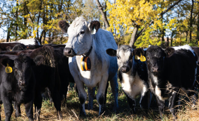 Pasture Grazed Regenerative Farm Leans Into Technology, Family and Community