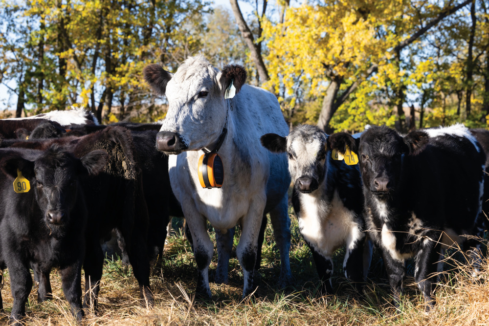 Pasture Grazed Regenerative Farm cattle wearing the solar-powered GPS collars that electronically manage boundaries