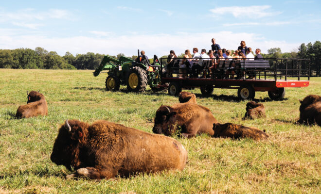 Visit Wildlife Prairie Park for a Walk on the Wild Side