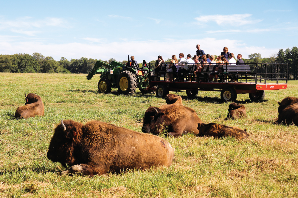 Bison in a field with Wildlife Prairie Park visitors enjoying a ride through the field