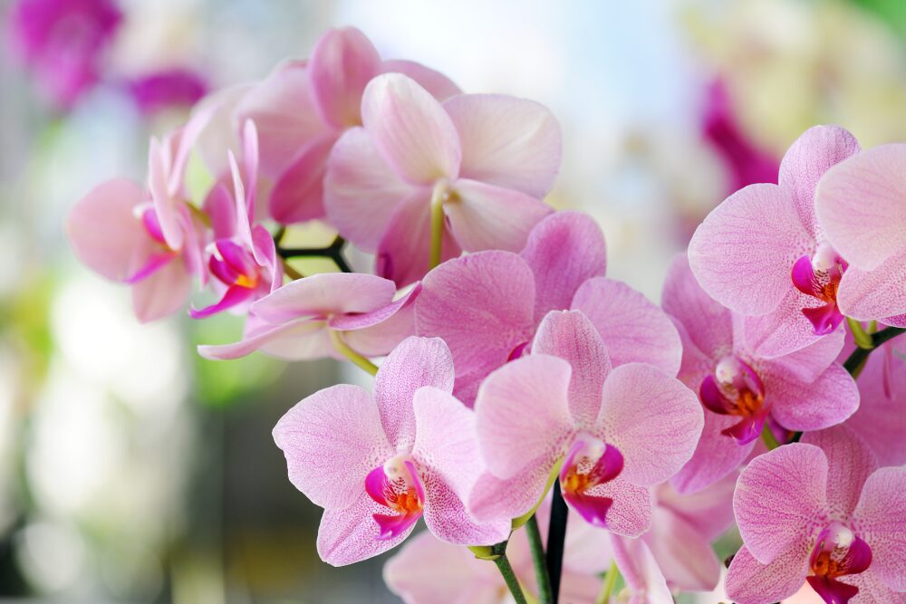 Orchid