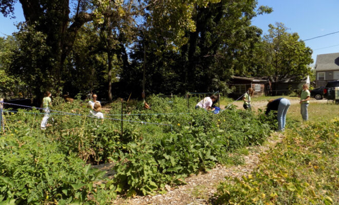 Augie Acres Grows Fresh Food for the Augustana College Community