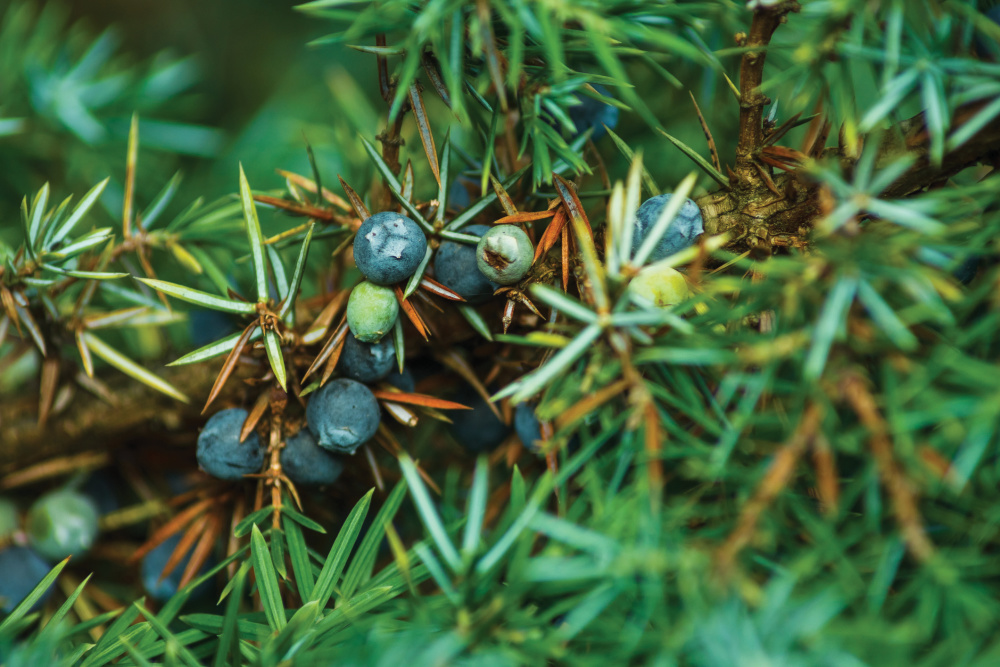 Juniper trees’ needles
