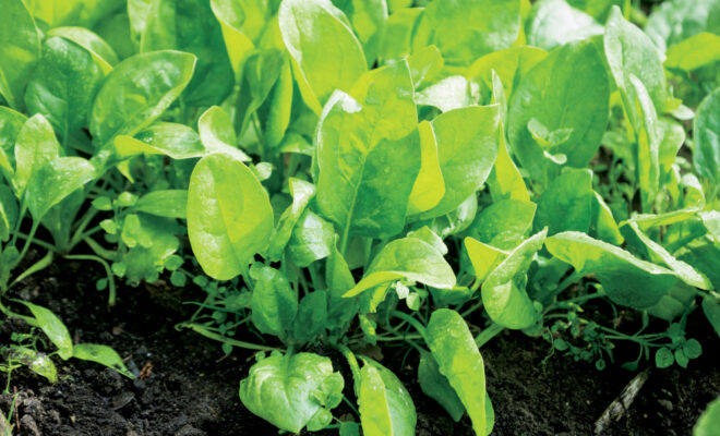 Farm Facts: Spinach