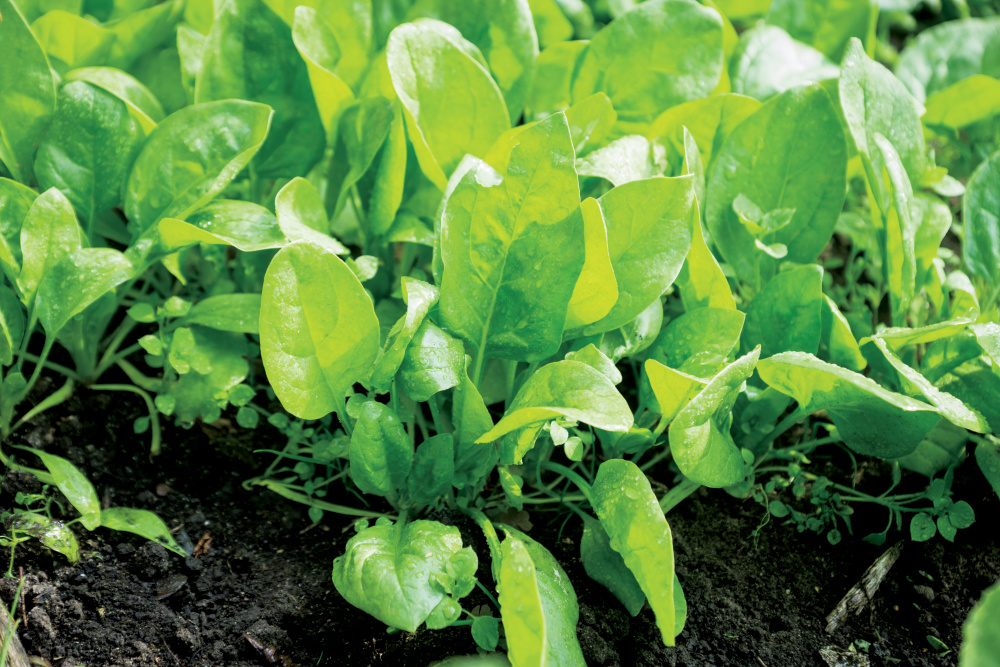 Spinach growing in the garden